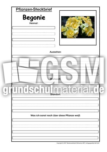 Pflanzensteckbrief-Begonie.pdf